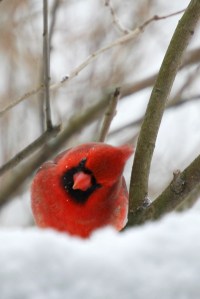 Curious_little_cardinal